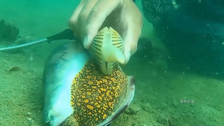 ตามธรรมเนียมเดิม เปิดหอยเม่นกินสักหน่อย