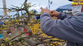 Ứa nước mắt nhìn chủ vườn mai cắt bỏ hoa những chậu hàng chục triệu để kịp