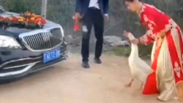 Cô dâu trên đường về nhà chồng bị ngỗng to chặn đường, khí thế mời nó lên bàn tiệc…