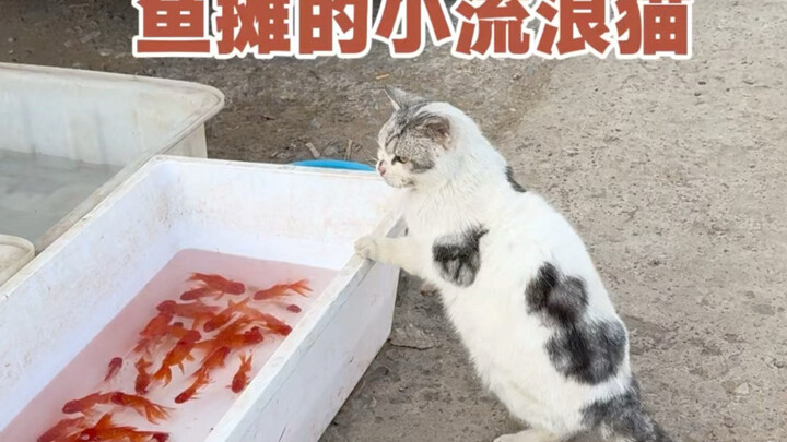 A stray cat begging for food at the fish stall—this fish head is its rare breakfast.