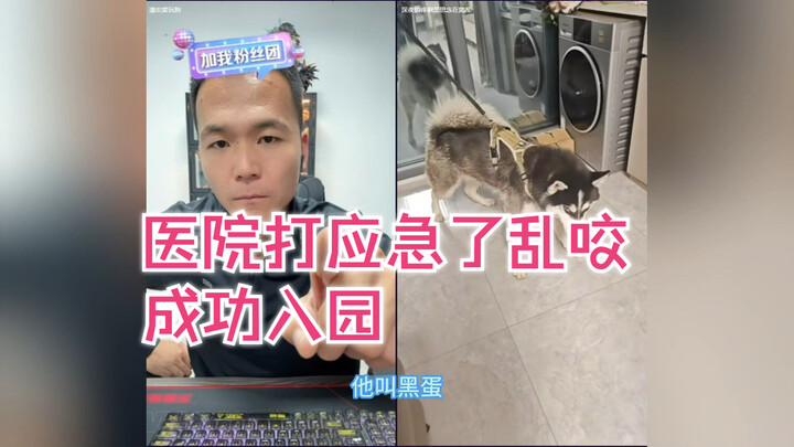 刚出院就入园，黑蛋这辈子有了！