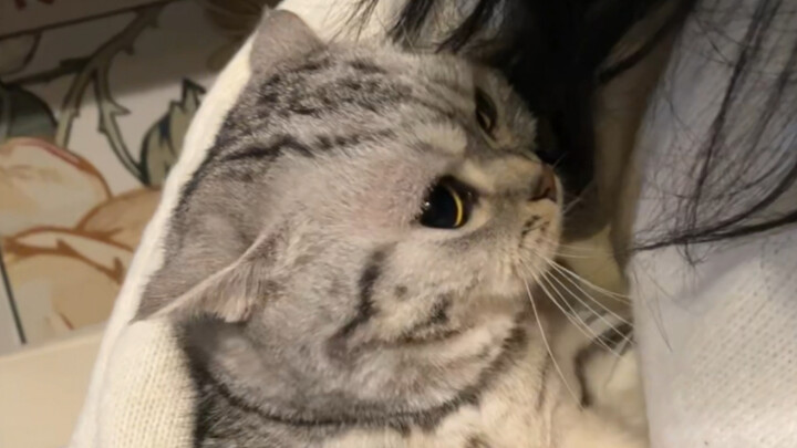 Raising a cat for a thousand days, using it for just a moment.