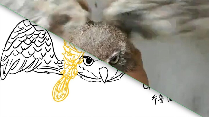 [Handwriting] When the Raptor Rescue Center recruits a volunteer cook...