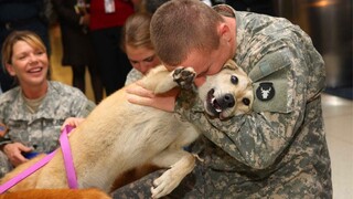 Most Heartwarming Animals Reunions with Their Humans That Will Make You Cry ❤️