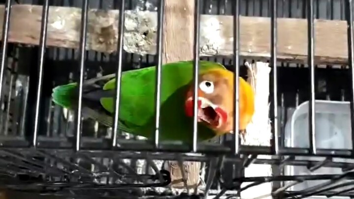 gak percaya kalo belum liat, Lovebird ngekek mangap nyengklak