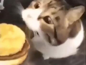Kitty, you can have a burger!