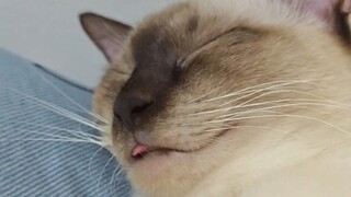 يا كبير، لا أستطيع إرجاع لساني مواء