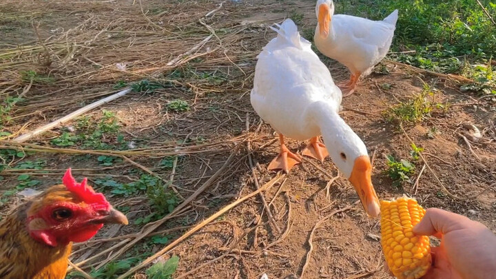 Tadi malam halaman belakang rumahku dicuri oleh sekelompok orang; untungnya ada kamera CCTV yang mer