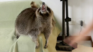 Guardians of the Galaxy: Rocket the Raccoon
