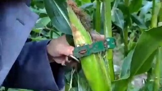 ayaw ko na sa earth haha, mais ikinandado para di manakaw haha