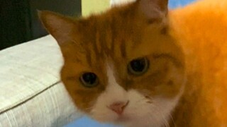 هل يمكن للقط الصغير أن يكون ثرثارا؟