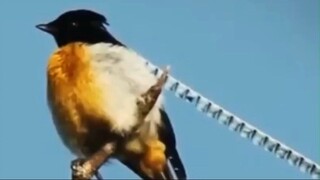 Burung Cenderawasih (Paradisaeidae)