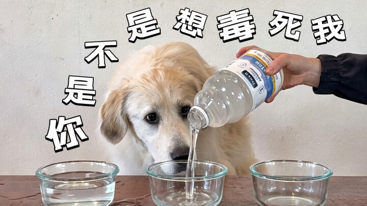 The puppy has its own plan—don’t worry!