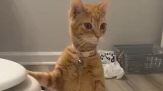 Cats don't understand why people take the initiative to bathe themselves