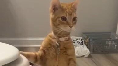 猫猫不理解人为什么主动洗澡
