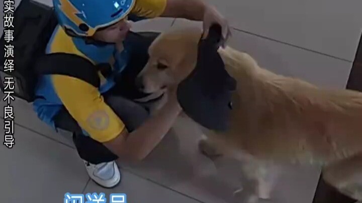 พนักงานส่งของด่วนมาถึงบ้านรับพัสดุ สุนัขโกลเด้นแสนรู้สามารถสื่อสารกันได้สำเร็จ