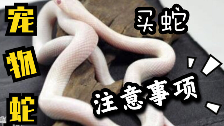 How to Buy a Pet Snake: A Guide to Buying Snakes