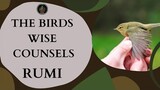 ที่ปรึกษาอันชาญฉลาดของนก | เรื่องราวภูมิปัญญาของรูมิ | รูมิเกี่ยวกับชีวิต