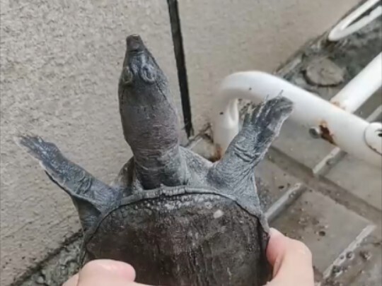 Why does this turtle have the same head as you?