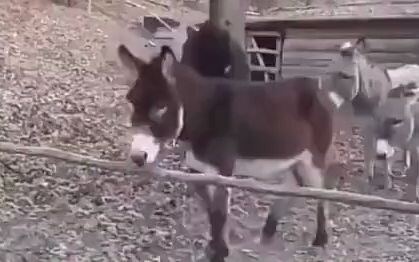 Black Donkey: Those two dumbasses up ahead think they’re pretty smart.