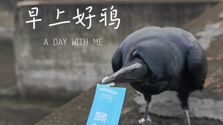 Good morning, crows!