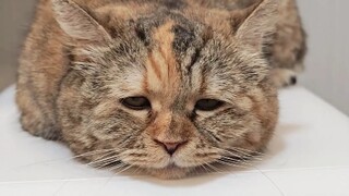 Aku belum sempat menambah berat badan untuk musim gugur, udaranya sudah mulai dingin.