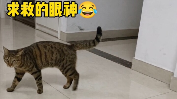 Khi bạn bè gửi mèo đến nhà tôi ở nhờ, ai ngờ lại thành ra thế này… Đa Đa ơi, đúng là hơi làm mất mặt