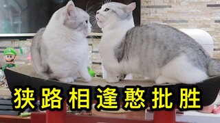 【矮脚猫】两只短腿猫打架，居然互相都打不到！猫：看来只能下嘴咬啦！