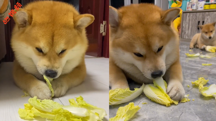 Anjing Shiba gemuk hobi makan sawi putih, sang majikan canda: Ukuran tubuhnya malah tambah besar—buk