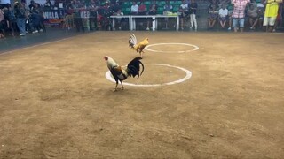 Nov. 18, 2025 1x winner El Gamma Grey Lose at Manila Arena