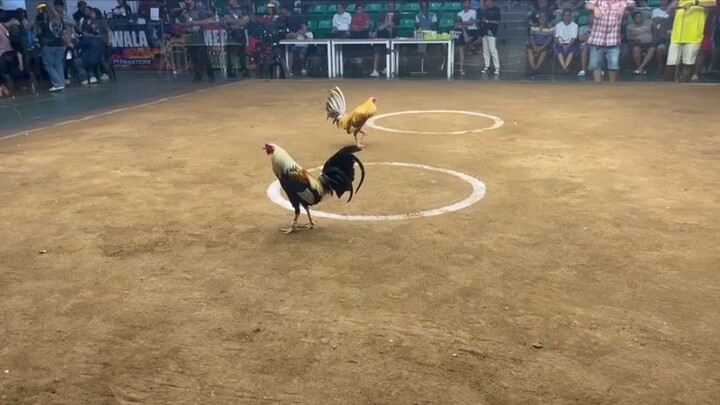 Nov. 18, 2025 1x winner El Gamma Grey Lose at Manila Arena