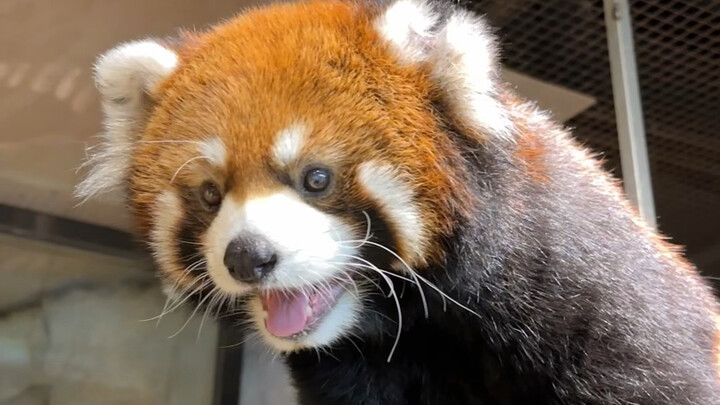 How can you come to Changsha and not visit Zoolung Zoo?