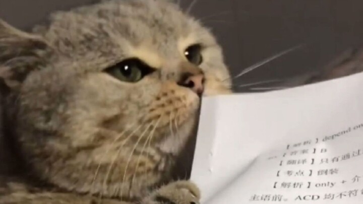 “Little kitties don’t have to go to school anyway～”