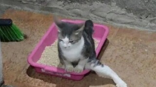 Perilaku Menggemaskan