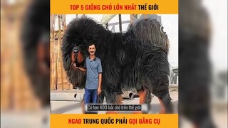 Bạn có tin chó to như voi không? LT Review