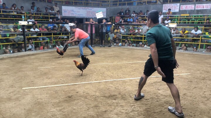 Last fight Lose sa 5 cock derby sa Looc Cockpit Arena (WLLWL) 2 points lang bawi sa sunod.