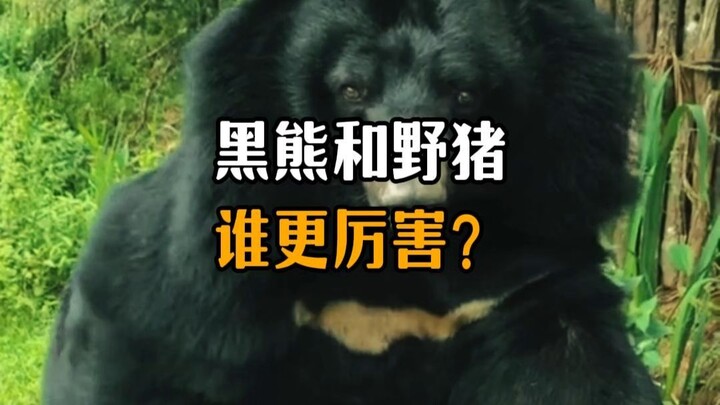 หมีดำกับหมูป่าใครเก่งกว่ากัน?