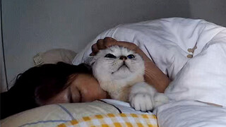 เกี่ยวกับเรื่องที่แมวของฉันนอนข้างๆ ฉันโดยไม่ขยับเลยทั้งคืนนี้...