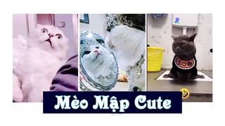 Mèo mập cute siêu dễ thương hài hước || Tổng hợp những chú mèo hài hước vui nhộn