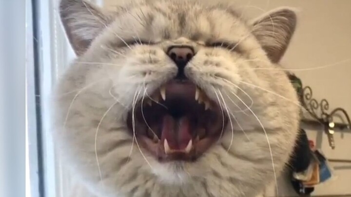 This seriously aggro cat even throws head-shakes with a trembling, scolding tone at you~