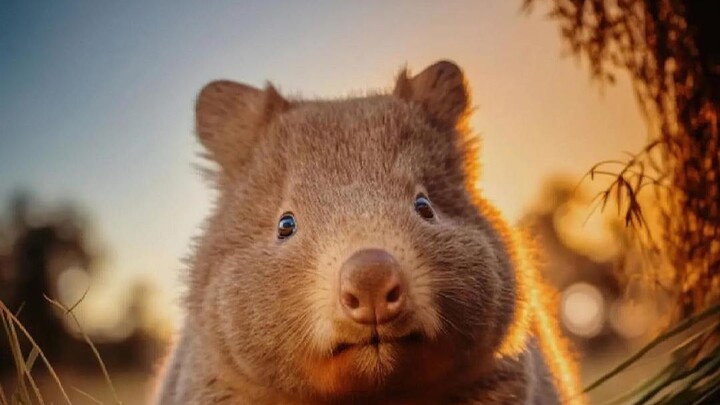 แม่พอสซัมจากไปอย่างไม่คาดคิด ทิ้งลูกน้อยไว้ในท้อง พี่ชายรับมันกลับบ้านแล้วดูแลด้วยความรักจนเติบโตขึ้