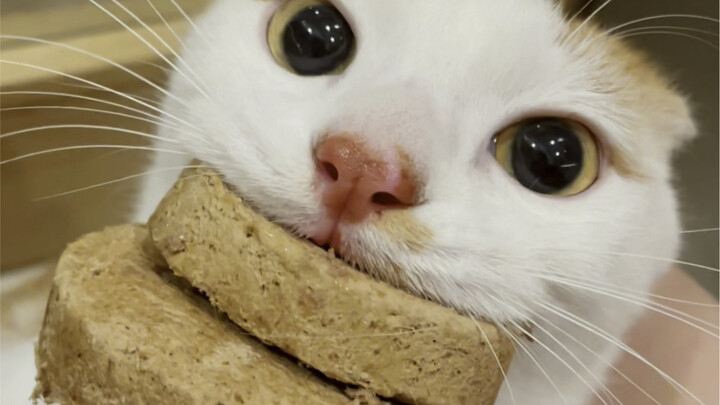 Mèo cam: Thả ra ư? Không đời nào, cả đời này cũng không bao giờ!