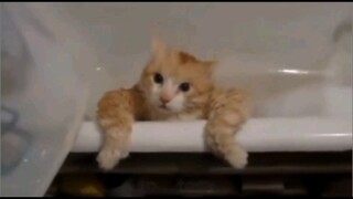 แมวดูเหมือนจะสูญเสียความแข็งแกร่งและความสามารถทั้งหมด
