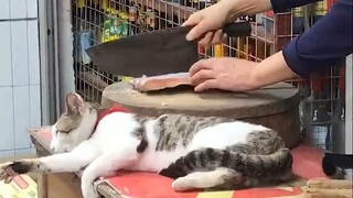 Cat: This is what it means to live on the edge—truly not easy!