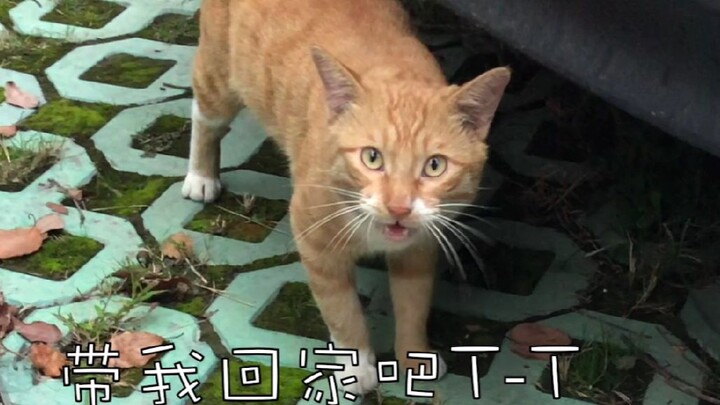 Sau khi Thượng Hải áp dụng phân loại rác, những chú mèo hoang chỉ còn biết trông chờ vào sự cứu giúp