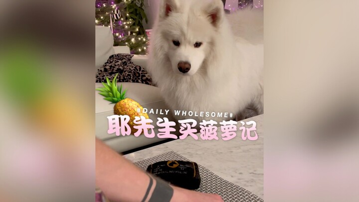 Mr. Ye, So Polite, Buys a Pineapple