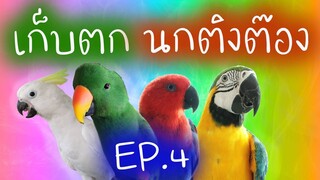 เก็บตกนกติงต๊อง Ep.4