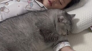 Big cat and sleeping baby