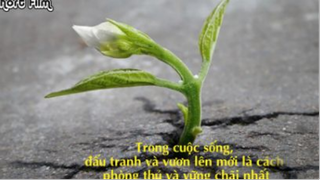 Củ khoai tây 3#phim