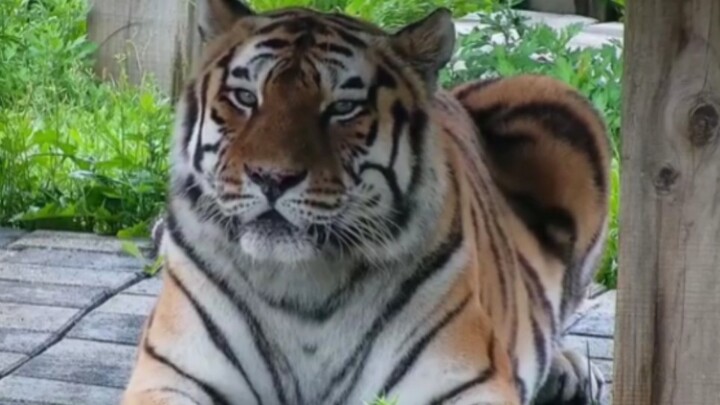 Imut! Proses tertidurnya harimau besar berwajah bulat